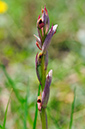 Serapias_parviflora_LP08M_53_Mallorca