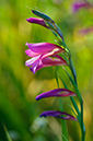 Gladiolus_italicus_LP09M_78_Mallorca