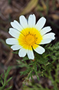 Glebionis_coronaria_LP09M_57_Mallorca