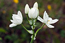 Ornithogalum_arabicum_LP13M_44_Mallorca