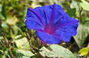 Ipomoea_indica_LP11M_08_Mallorca