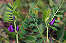 Vicia_sativa_LP14M_01_Mallorca