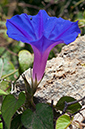 Ipomoea_indica_LP11M_07_Mallorca