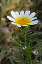 Glebionis_coronaria_LP09M_52_Mallorca