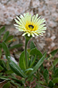 Urospermum_dalechampii_LP12M_24_Mallorca