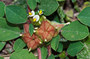 Tripodion_tetraphyllum_LP12M_31_Mallorca