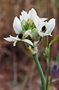 Ornithogalum_arabicum_LP13M_07_Mallorca