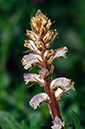 Orobanche_minor_LP12M_36_Mallorca