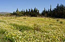 Glebionis_coronaria_LP09M_05_Mallorca