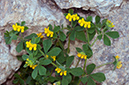 Lotus_ornithopodioides_LP17M_31_Mallorca