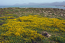 Lotus_cytisoides_LP15M_19_Mallorca