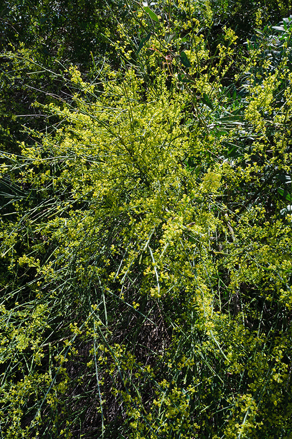Osyris_alba_LP20M_19_Mallorca