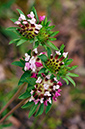 Trifolium bocconei_LP21M_13_Mallorca