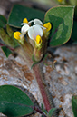 Anthyllis_tetraphylla_LP04M_36_Mallorca