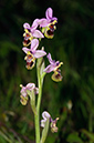 Ophrys_tenthredinifera_LP02M_04_Mallorca