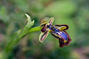Ophrys_speculum_LP02M_39_Mallorca