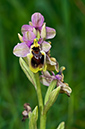 Ophrys_tenthredinifera_LP01M_39_Mallorca