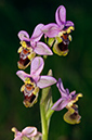 Ophrys_tenthredinifera_LP02M_05_Mallorca