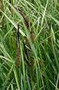 Carex_riparia_LP0679_14_Nutfield