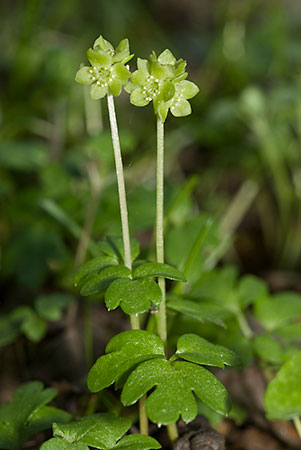 Moschatel_LP0109_30_Headley