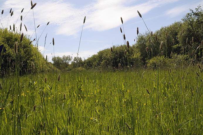 Foxtail_Meadow_LP0363_03_Epsom