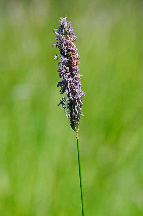 Foxtail_Meadow_LP0363_16_Epsom