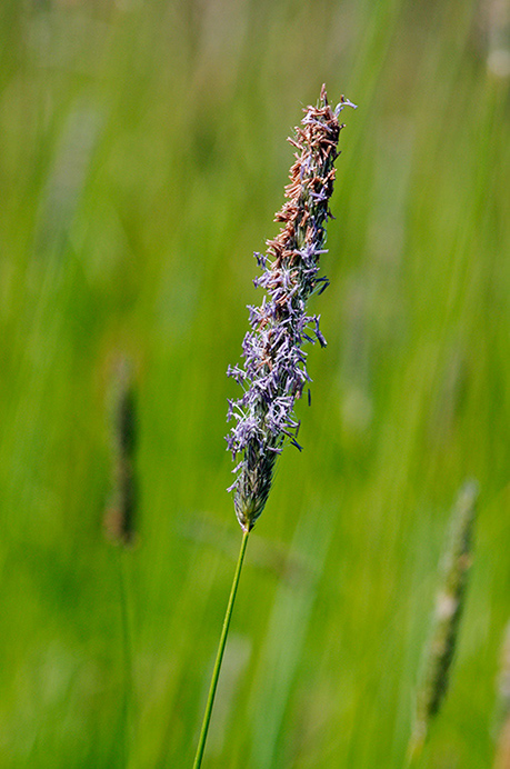 Foxtail_Meadow_LP0363_21_Epsom