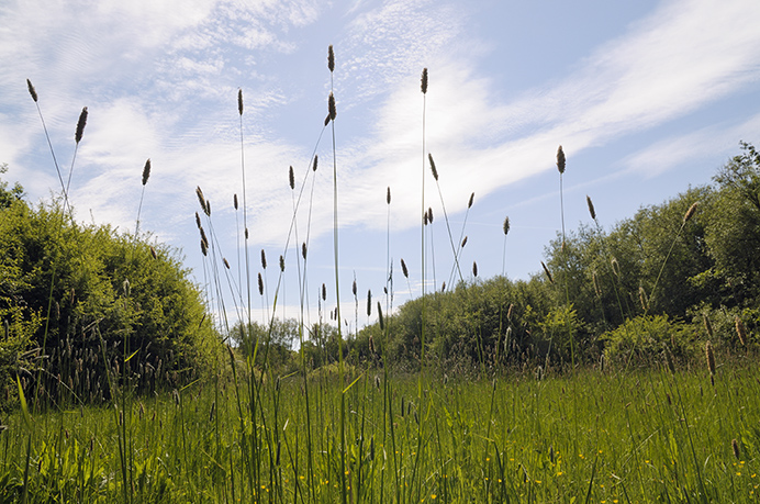 Foxtail_Meadow_LP0363_04_Epsom