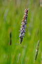 Foxtail_Meadow_LP0363_21_Epsom