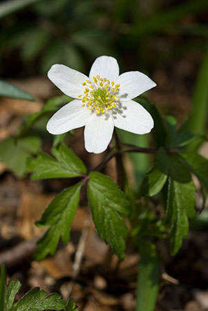 Anemone_Wood_LP0098_18_Ranmore