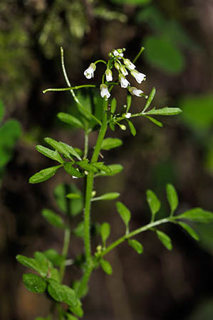 Bitter-cress_Wavy_LP0268_17_Hindhead