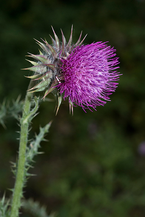 Thistle_Musk_LP0078_38_Puttenham