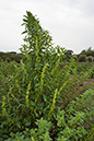 Goosefoot_Red_LP0224_15_Wisley