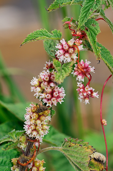 Dodder_Greater_LP0376_01_Runnymede