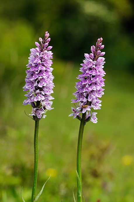 Spotted-orchid_Common_LP0316_67_Fraser_Down