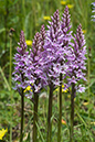 Spotted-orchid_Common_LP0051_27_Howell_Hill