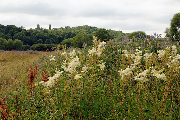 Meadowsweet_LP0376_54_Runnymede