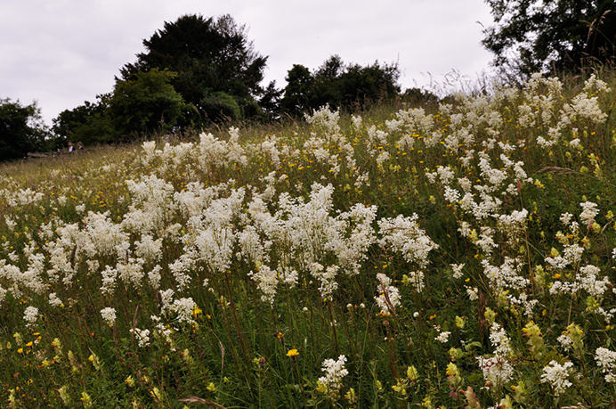 Dropwort_LP0274_100_Riddlesdown