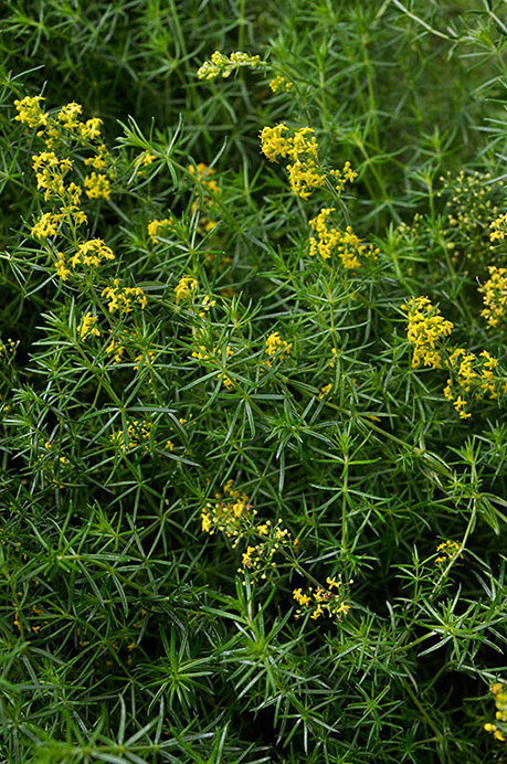 Bedstraw_Ladys_LP0255_72_Tilford