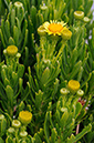 Golden-samphire_LP0319_26_Portland