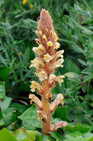 Broomrape_Ivy_LP0320_67_Portland