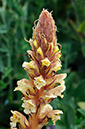 Broomrape_Ivy_LP0320_71_Portland