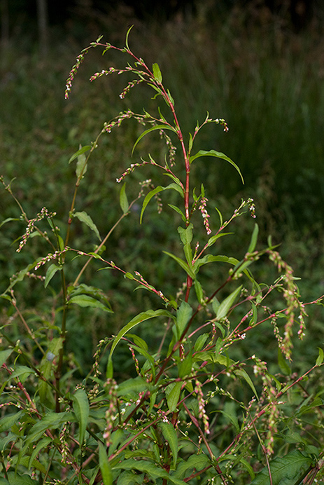 Water-pepper_LP0185_33_Shalford