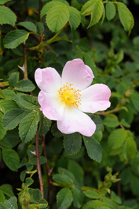 Dog-rose_LP0362_51_Runnymede