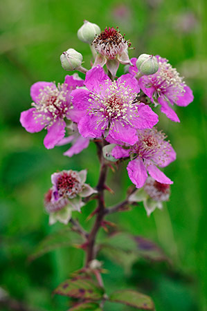 Bramble_LP0235_68_Betchworth_Quarry