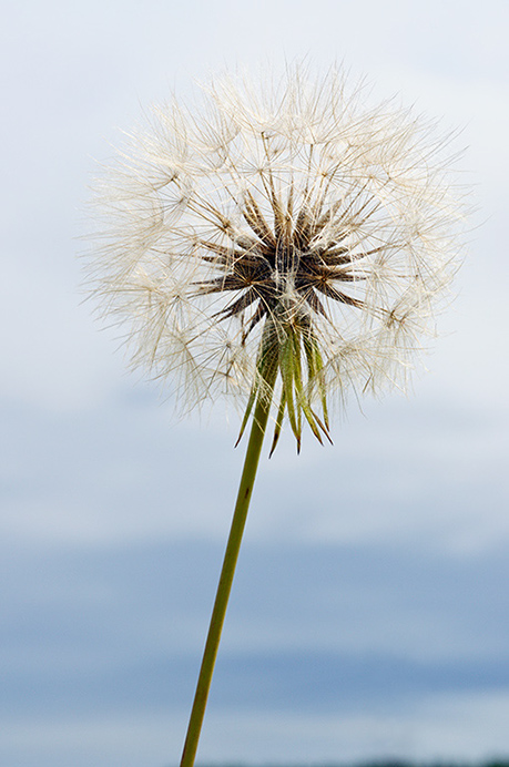 Goats-beard_LP0370_14_Chertsey_Meads