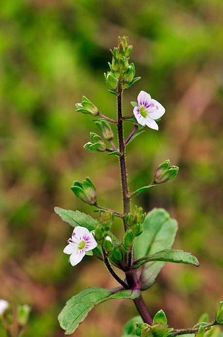 Water-speedwell_Pink_LP0282_65_Merstham