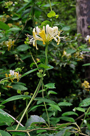 Honeysuckle_LP0249_34_Limpsfield_Chart