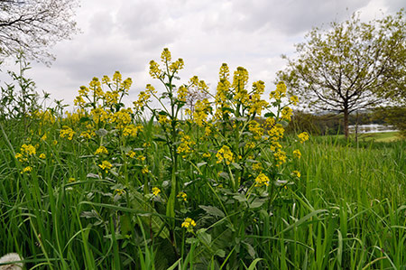 Winter-cress_LP0243_28_Gatton_Park