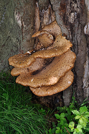 Polyporus_squamosus_LP0243_24_Gatton_Park